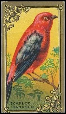 25 Scarlet Tanager